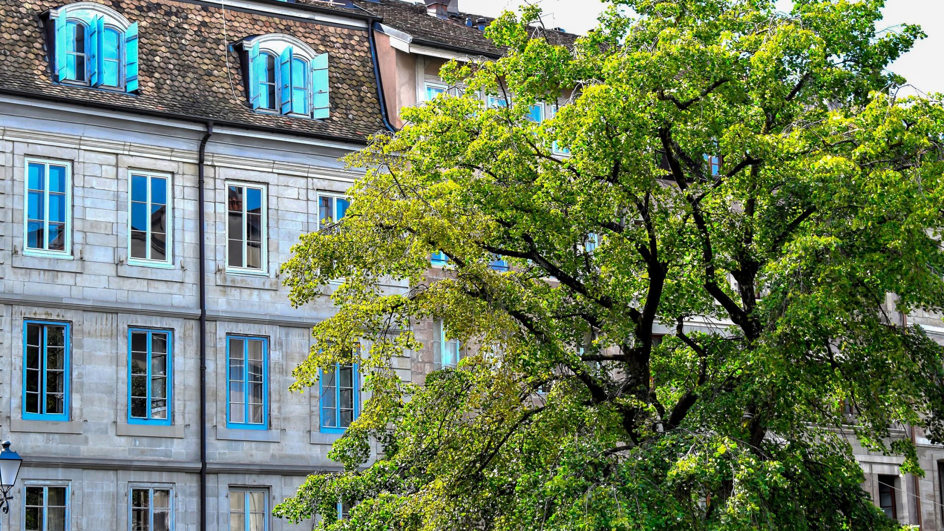 Frontansicht eines Mehrfamilienhaus mit Begrünung davor